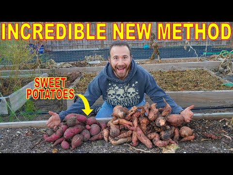 This REVOLUTIONARY Way Of Curing SWEET POTATOES Changes Everything!