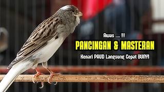 Download lagu KENARI GACOR Panjang, Suara PANCINGAN Kenari PAUD Belajar Bunyi Ngeriwik | Masteran Kenari Paud #754 mp3 Download lagu KENARI GACOR Panjang, Suara PANCINGAN Kenari PAUD Belajar Bunyi Ngeriwik | Masteran Kenari Paud #754 mp3