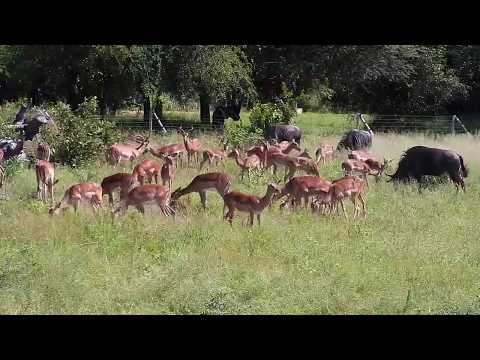 Djuma: Impalas, Wildebeest and Elephant - 10:01 - 03/29/20