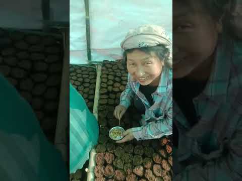 kumramli  kashathei anao tharakha khuishokra dalei ningkachang bingna ralo paira