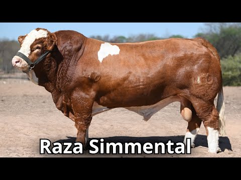 Raza de ganado Simmental. La segunda raza mas popular en el mundo.