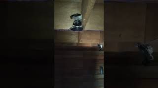 Download lagu suara tarik burung walet terbaik mp3