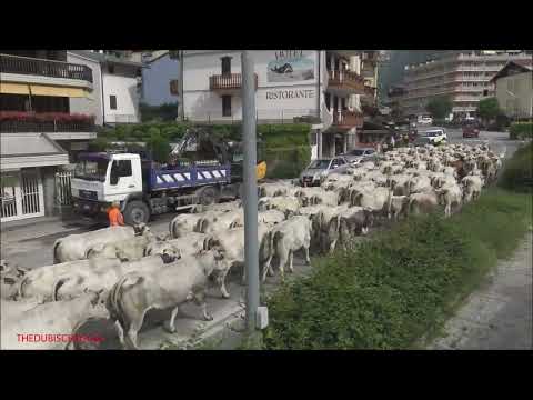 LA TRANSUMANZA PIU' SPETTACOLARE CHE IO ABBIA MAI VISTO IN TRANSITO A VERNANTE (CN) 19 - 6 - 2021.