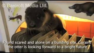 preview picture of video 'Orphaned Otters!'