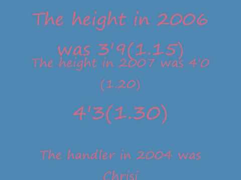 SOLD Caillou in 2004-2007 horse show season, by Qredo De Paulstra