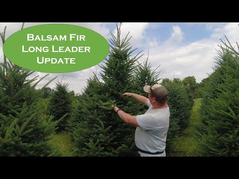 Ep. 9 Balsam Fir Long leader Update July 2022