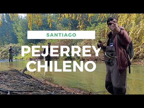 Pesca de Pejerrey Chileno en Santiago