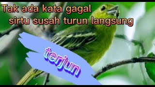 Download lagu suara pikat sirtu terampuh mp3 Download lagu suara pikat sirtu terampuh mp3