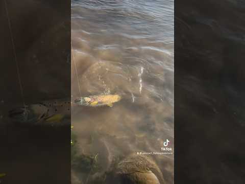 Trucha Curicó, Teno, Lontue, Maule 14 de noviembre de 2025