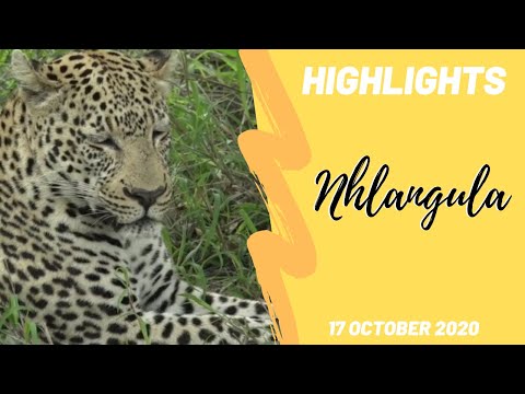 Highlights Meet Nhlangula male leopard with Tristan 17 Oct 2020
