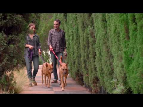 download lagu mp3 mp4 Echo Bark, download lagu Echo Bark gratis, unduh video klip Echo Bark