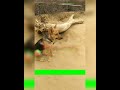 Dog Barking Dog Voice Dog Video Dog Song Dog Whatsapp Status Dog Status