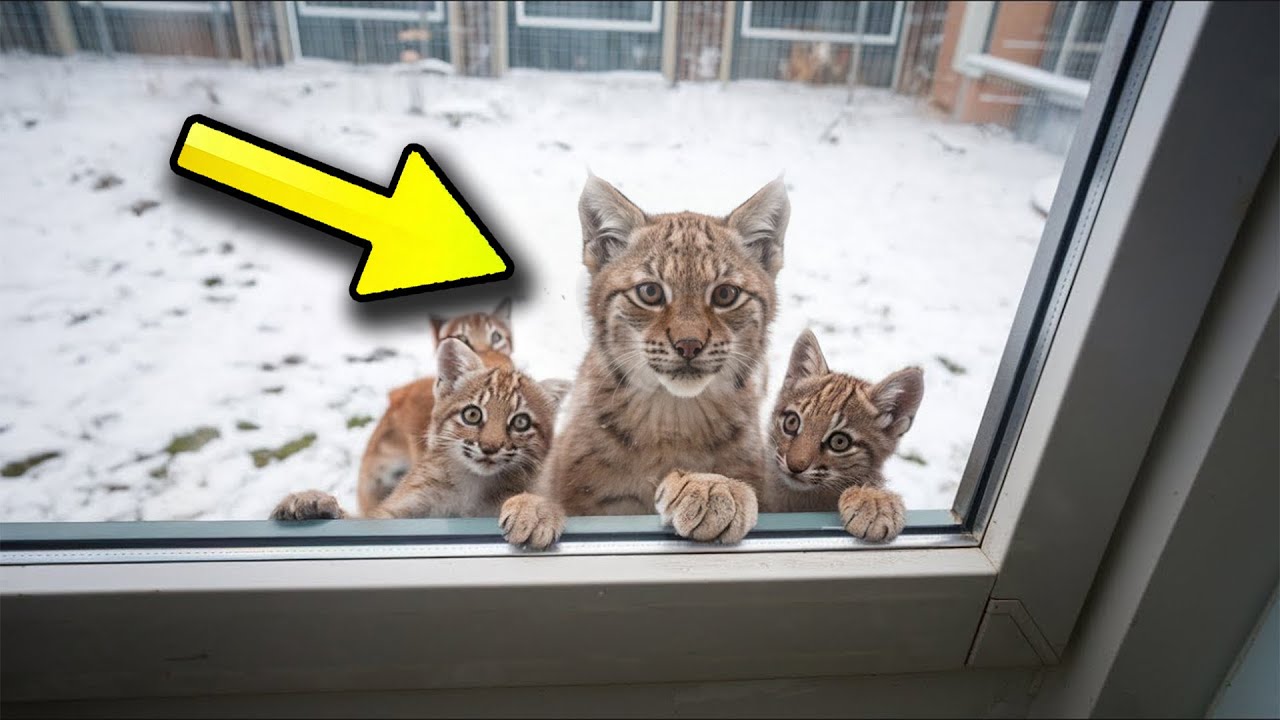 Freezing Bobcat With Two Cubs Begs to Be Let Into The House. Man is Shocked When This Happens!