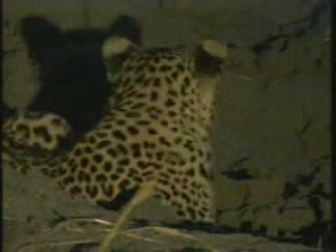032808 WildEarth pm Drive 1 leopard cub
