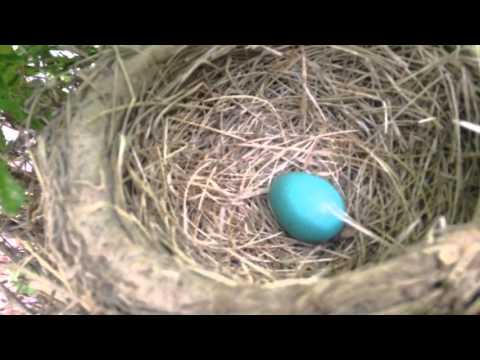 Rainy Day Nest Check