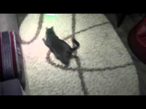 Tiesto & Tony Junior - Get Down for my cat Meyson