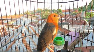 Download lagu Kicau ANIS MERAH Menyambut Pagi Hari, Untuk Mengundang Burung Lain Ikutan Ngeplong Gacor Dijamin Ler mp3