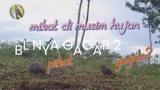 Download lagu Mikat Tekukur|| Di Musim Hujan|| Bl nya Takut Kamera mp3