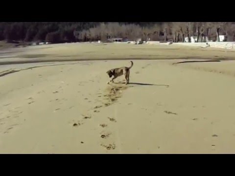 Porthos on the beach (3) - Sunny day