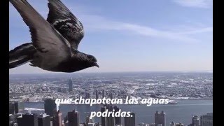 La Aurora de Nueva York. Chico Buarke. Subtitulado en español. De unpoema de Federico Garcia Lorca.