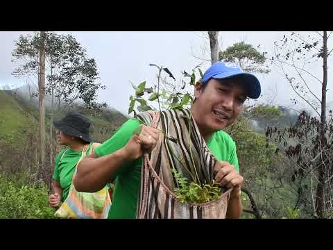 Con éxito se desarrolló campaña de reforestación en Espíndola