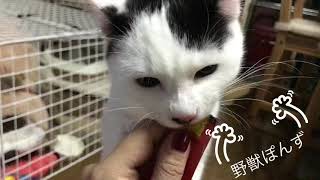 2018.11.29 今日のぽんず。食いしん坊。ちゅーる食べるのヘタクソ。小さな野獣。
