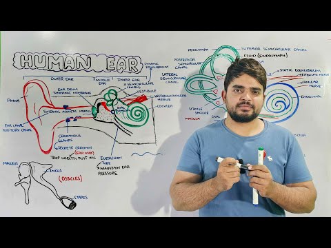 Structure and Function of Human Ear: Anatomy and Physiology of Ear