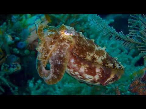 25 Cuttlefish B - scuba diving video