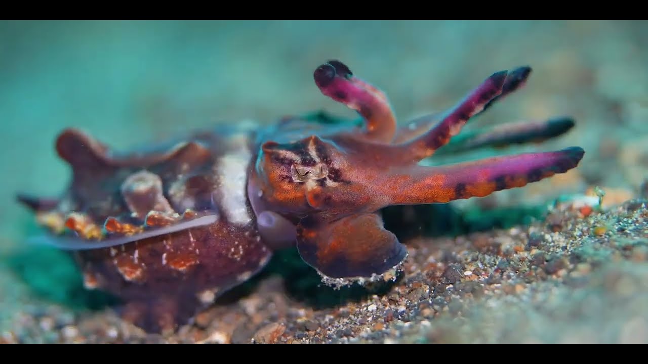 Second of 2 Tropical Pacific Gastropods-Cuttlefish videos, genus and species.