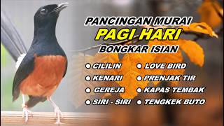 Download lagu 🔴 LIVE 59 - Pancingan Murai Batu Pagi Hari Full Isian Tembakan Juara,  Ampuh Bikin Murai batu gacor mp3