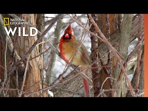 image-What does a male cardinal bird look like?