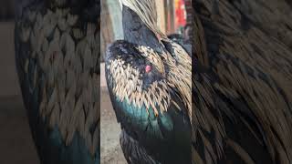 Download lagu penampakanayam wido / ayam jalak muda ganteng banget#ayam #bangkok #ayamphakoy #viral #ayamviral mp3