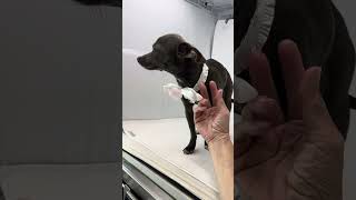 Video preview image #1 Chihuahua Puppy For Sale in Benton, LA, USA