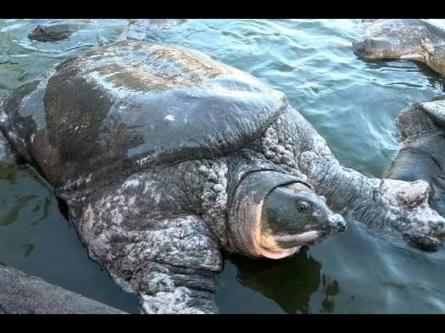 রহস্যে ঘেরা গজারী-মাজারী: শতবর্ষের পুরোনো পুকুরে টিকে থাকা বিপন্ন কাছিম