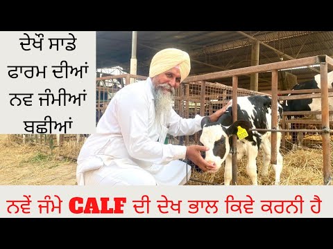 NEW TOP BREED CALFS AT OUR FARM AND HOW WE TAKE CARE OF THEM | AULAKH DAIRY FARM |RAMPURA PHUL|