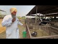 NEW TOP BREED CALFS AT OUR FARM AND HOW WE TAKE CARE OF THEM | AULAKH DAIRY FARM |RAMPURA PHUL|