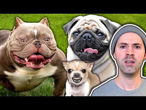 Deformed Dog Breeds That Should Go Extinct