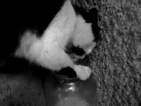 What a special moment had cats in store :)