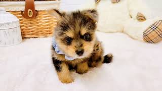 ハーフ犬の動画02