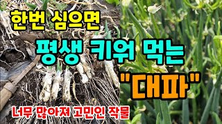 이거 한번 심으면 평생 대파 키워 먹어요 너무 많아져 고민인 작물