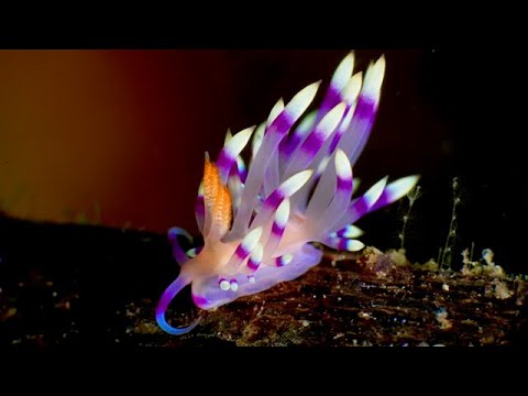Coral Triangle Critters – 8 - scuba diving video