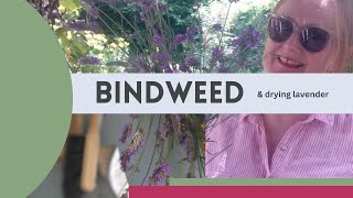 Getting rid of bindweed