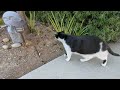 Tuxedo Cat Walk On Thursday
