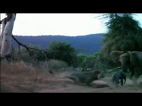Отчаянная слониха защитила своего малыша от голодного хищника