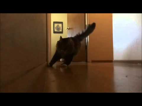 Slow mo - cat sprinting around a slippery corner