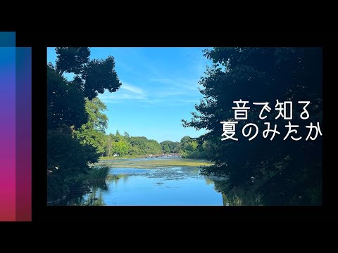 音で知る夏のみたか
