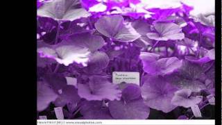 Antonio Carlos Jobim  Anos Dourados