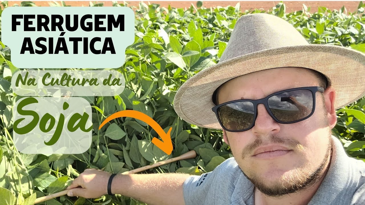 FERRUGEM ASIÁTICA | Phakopsora pachyrhizi - Como identificar a doença e proteger a cultura da soja