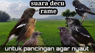 Download lagu suara burung decu rame untuk pancingan agar burung decu nyaut mp3