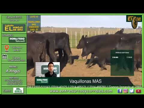 10-09-20 - Remate de Cabaña El Hinojo de Bru - Vientres - Consignataria Monasterio Tattersall